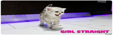 Scottish Fold 1