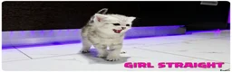 Scottish Fold cats for sale: Beautiful Scottish Fold,British & Munchkin Kittens - Advert 17