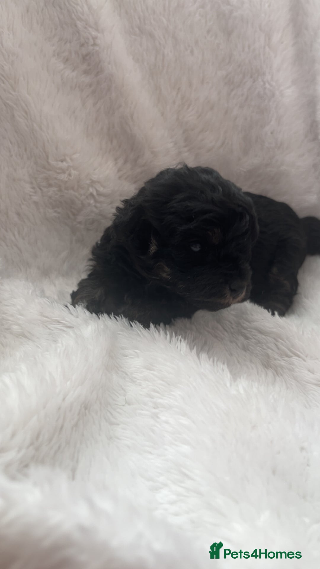 Poochon dogs for sale: Poochon puppies looking for forever home - Image 9