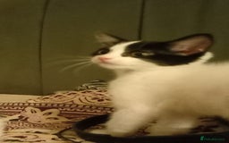 British Shorthair cats for sale: 2 beautiful kittens - Image 5