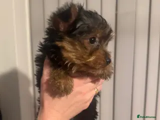 Yorkshire Terrier dogs 2 stunning tiny Yorkshire Terriers - Advert 3