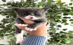Maine Coon cats for sale: 😻GCCF HUGE RUSSIAN/GERMAN IMPORT MC KITTENS 😻 - Image 1