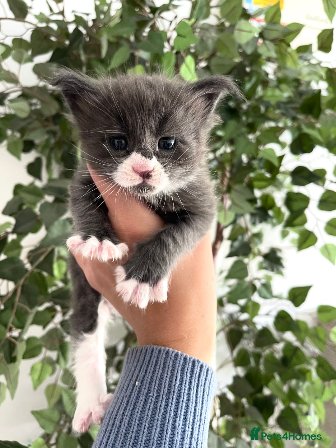 Maine Coon cats for sale: 😻GCCF HUGE RUSSIAN/GERMAN IMPORT MC KITTENS 😻 - Image 1