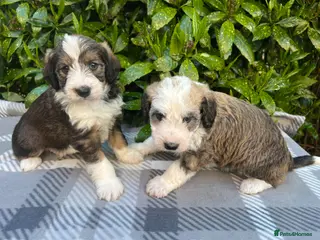 Bordoodle dogs F1 Bordoodle, rare sable, Guarantees & DNA tested - Advert 1