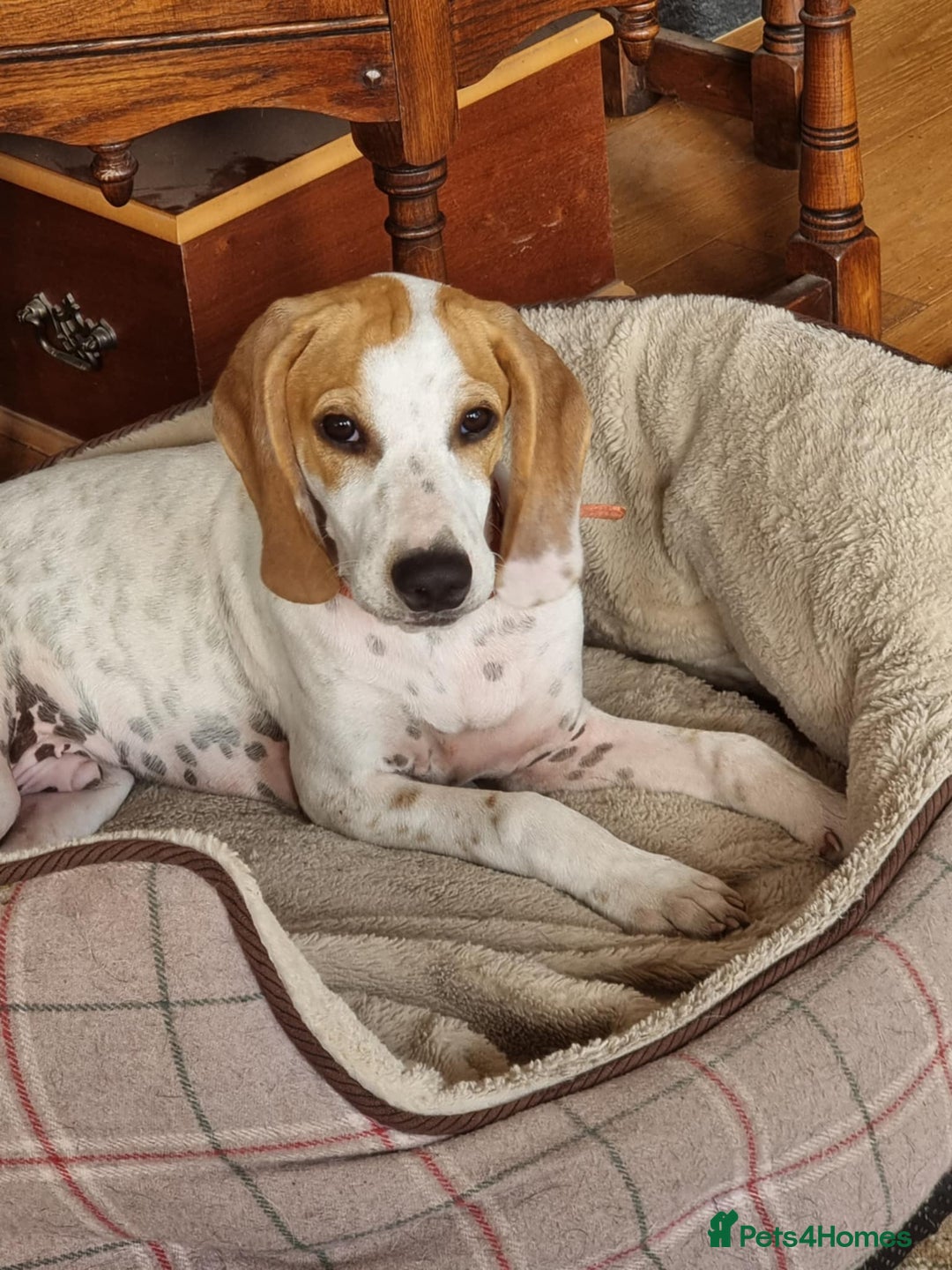 Mixed Breed dogs for adoption: Lucky – The Wibbly Woobly Pointer puppy  - Image 2