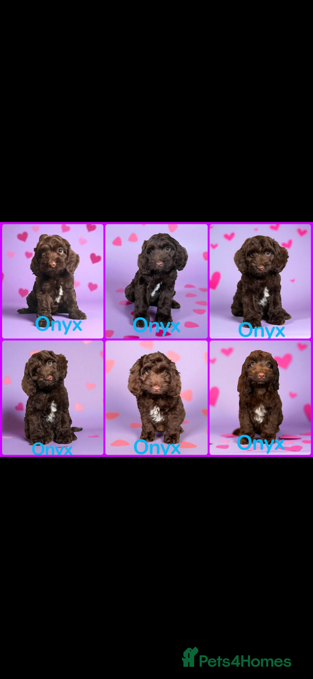 Miniature Poodle dogs for stud: Chocolate phantom miniature poodle stud - Advert 10