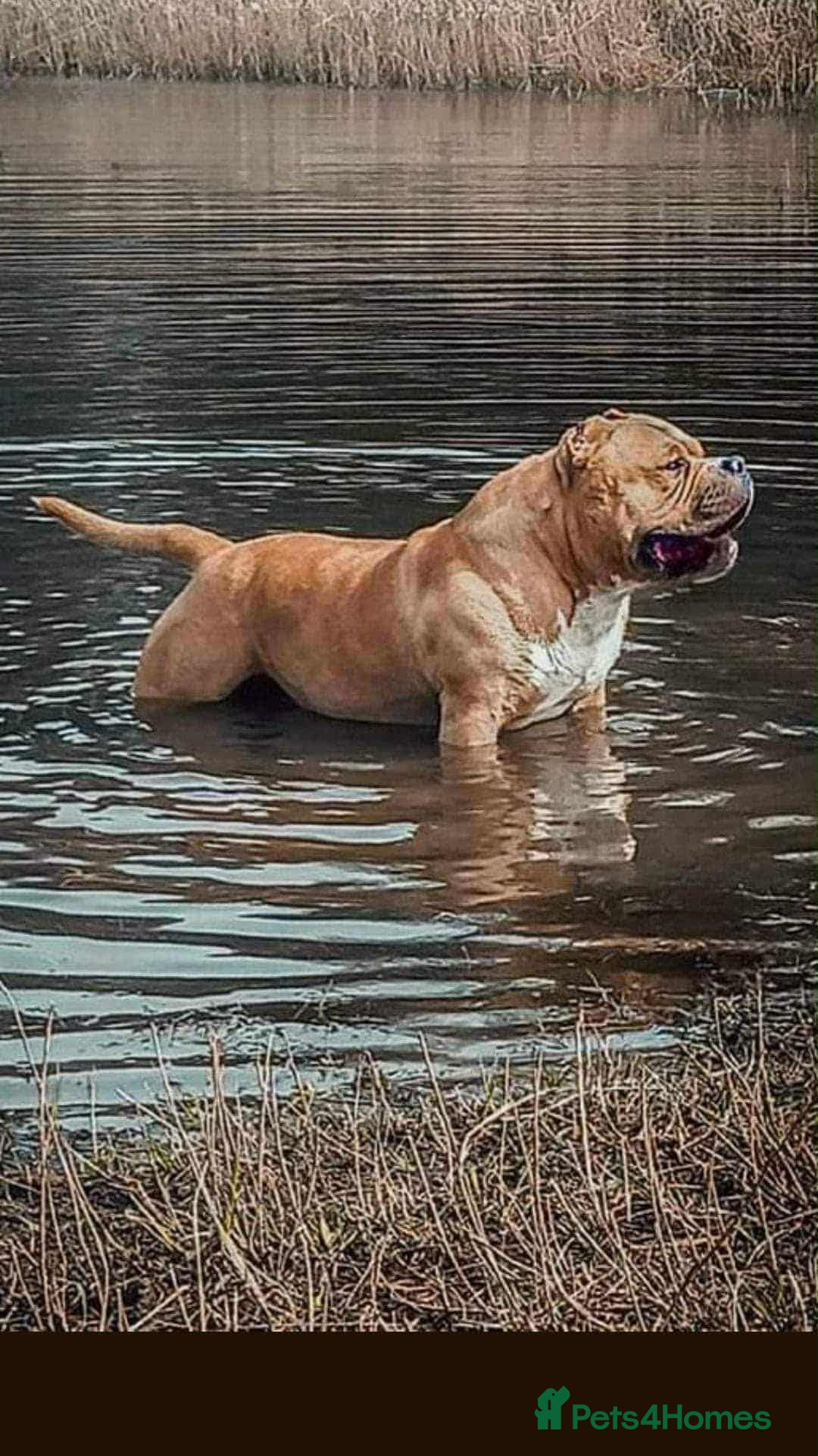 American Bully dogs for sale: 🔥🔥American bully pups 🔥🔥 - Image 16