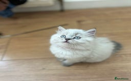 Mixed Breed cats for sale: Sukkar Sukkar Ragdoll x British short hair mix - Image 2