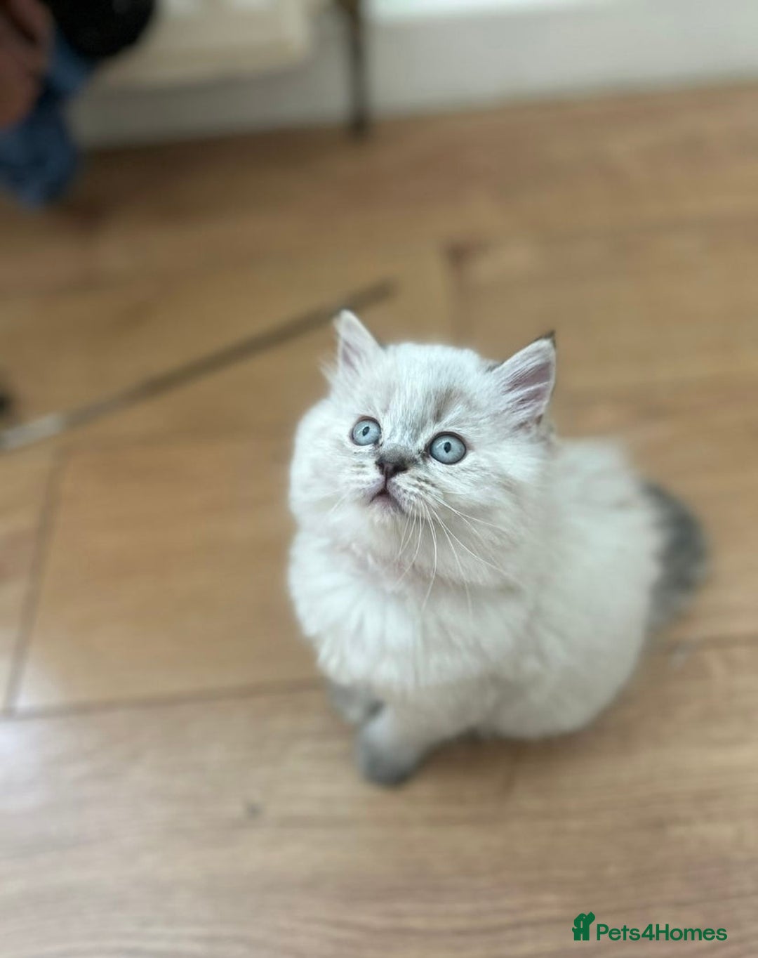 Mixed Breed cats for sale: Sukkar Sukkar Ragdoll x British short hair mix - Image 2