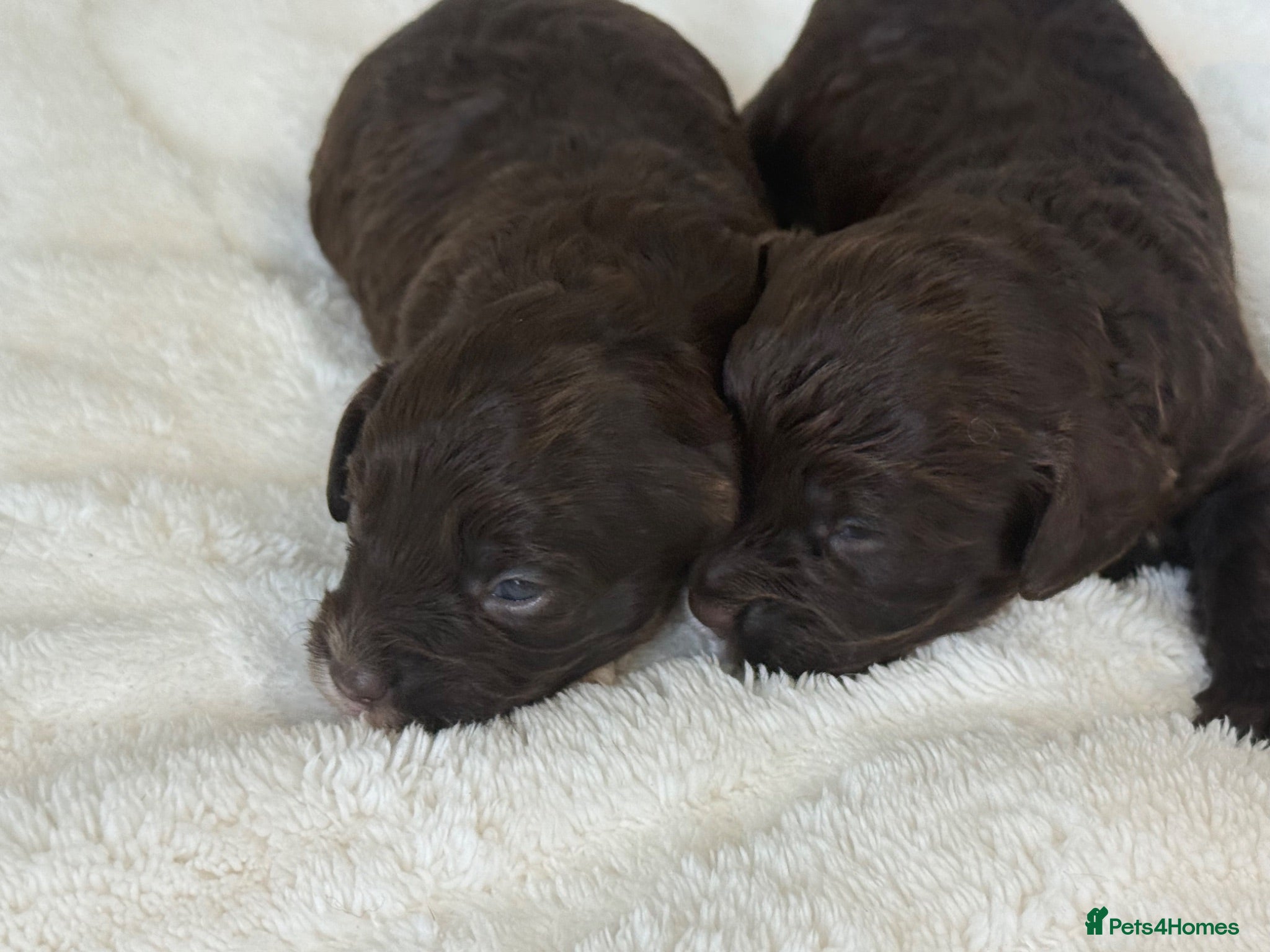 Cavapoo dogs Chocolate F1 Cavapo’s  - Advert 2
