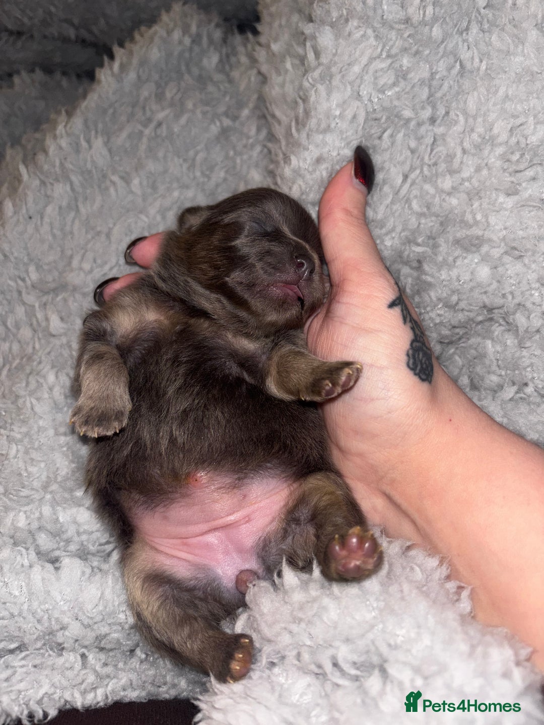 Pomeranian dogs for sale: Rare KC Lilac, Blue and Blue Sable Pups!  - Advert 6