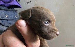 Patterdale Terrier dogs for sale: #Sold# Quality Patterdale Terrier Pups - Image 11