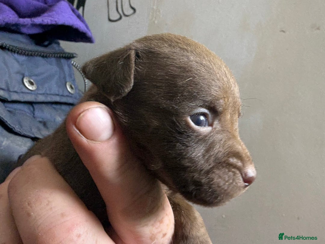Patterdale Terrier dogs for sale: #Sold# Quality Patterdale Terrier Pups - Image 11