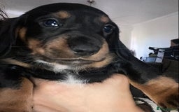 Dachshund dogs for sale: Stunning litter of Dachshund puppies  - Image 12