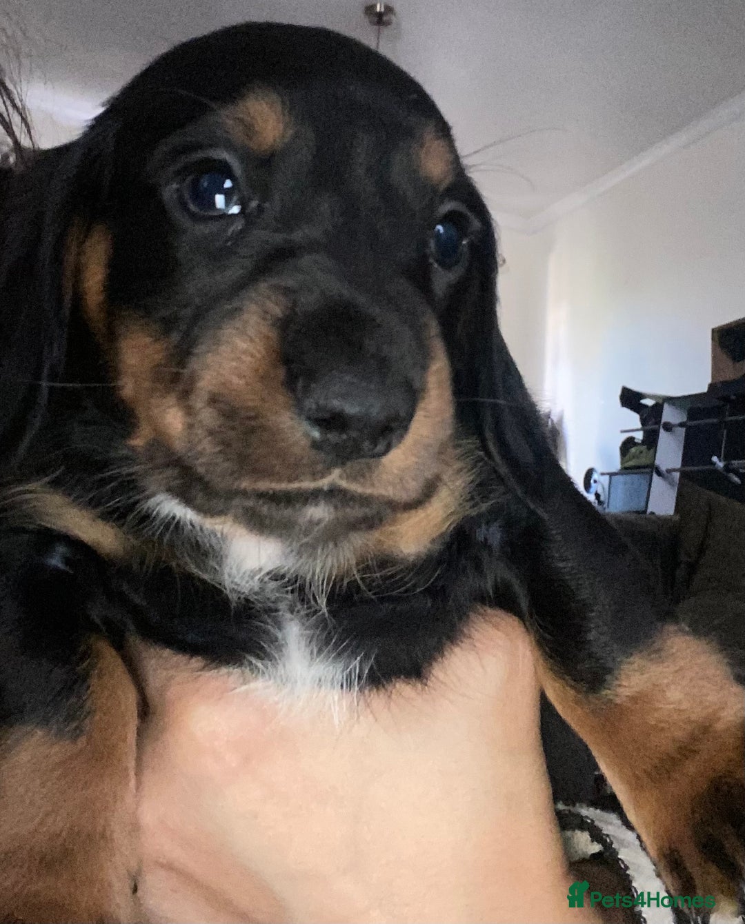 Dachshund dogs for sale: Stunning litter of Dachshund puppies  - Image 12