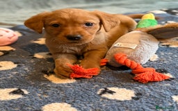 Goldador dogs for sale: Goldendor puppies - Image 9