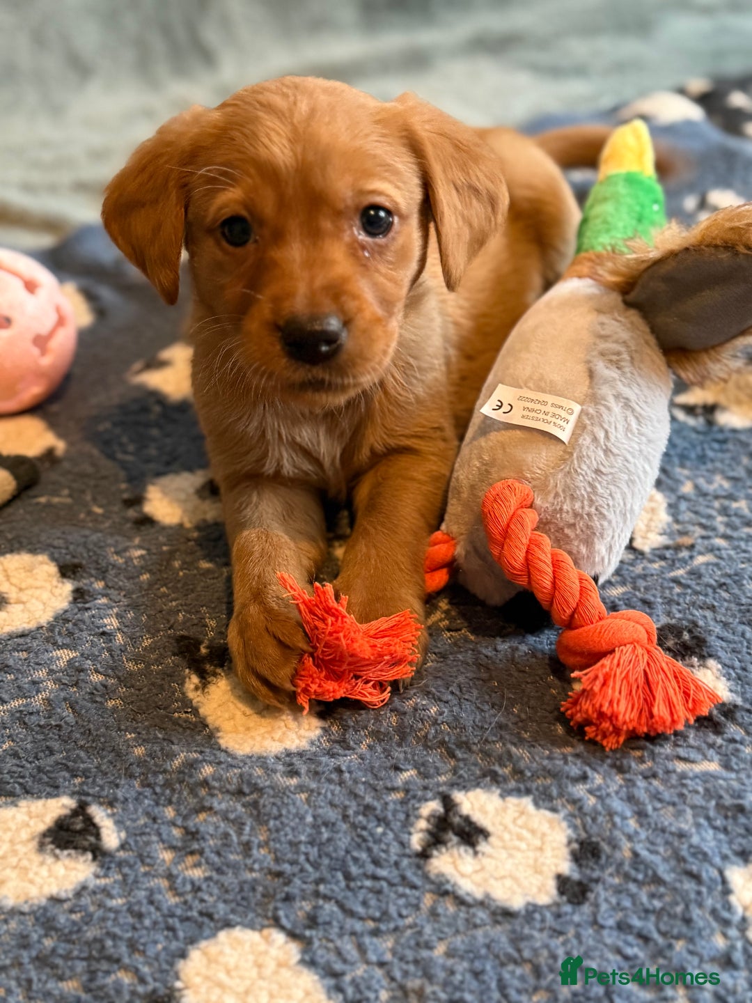 Goldador dogs for sale: Goldendor puppies - Image 9