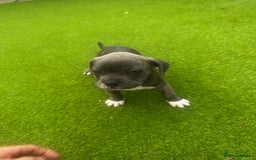 Mixed Breed dogs for sale: Staffordshire bull terrier x French bulldog Merle  - Image 5