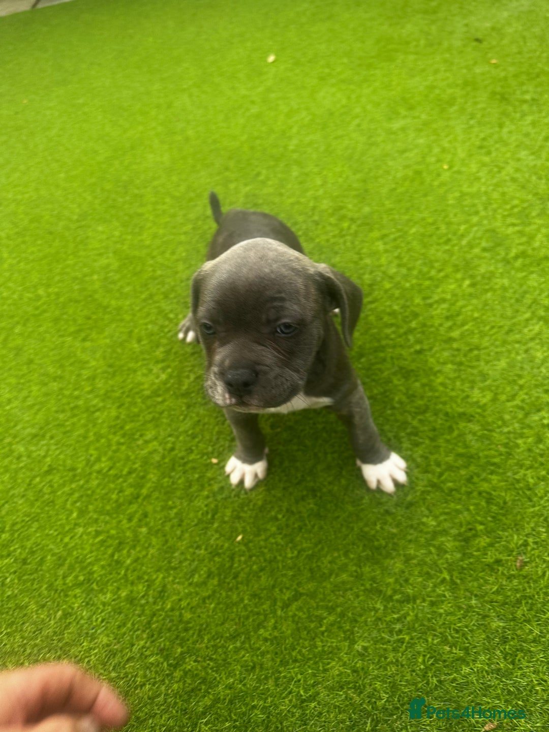 Mixed Breed dogs for sale: Staffordshire bull terrier x French bulldog Merle  - Image 5