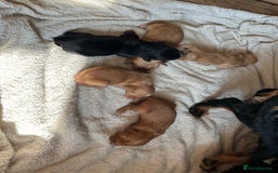 Cocker Spaniel dogs for sale: KC cocker spaniel puppies - Image 2
