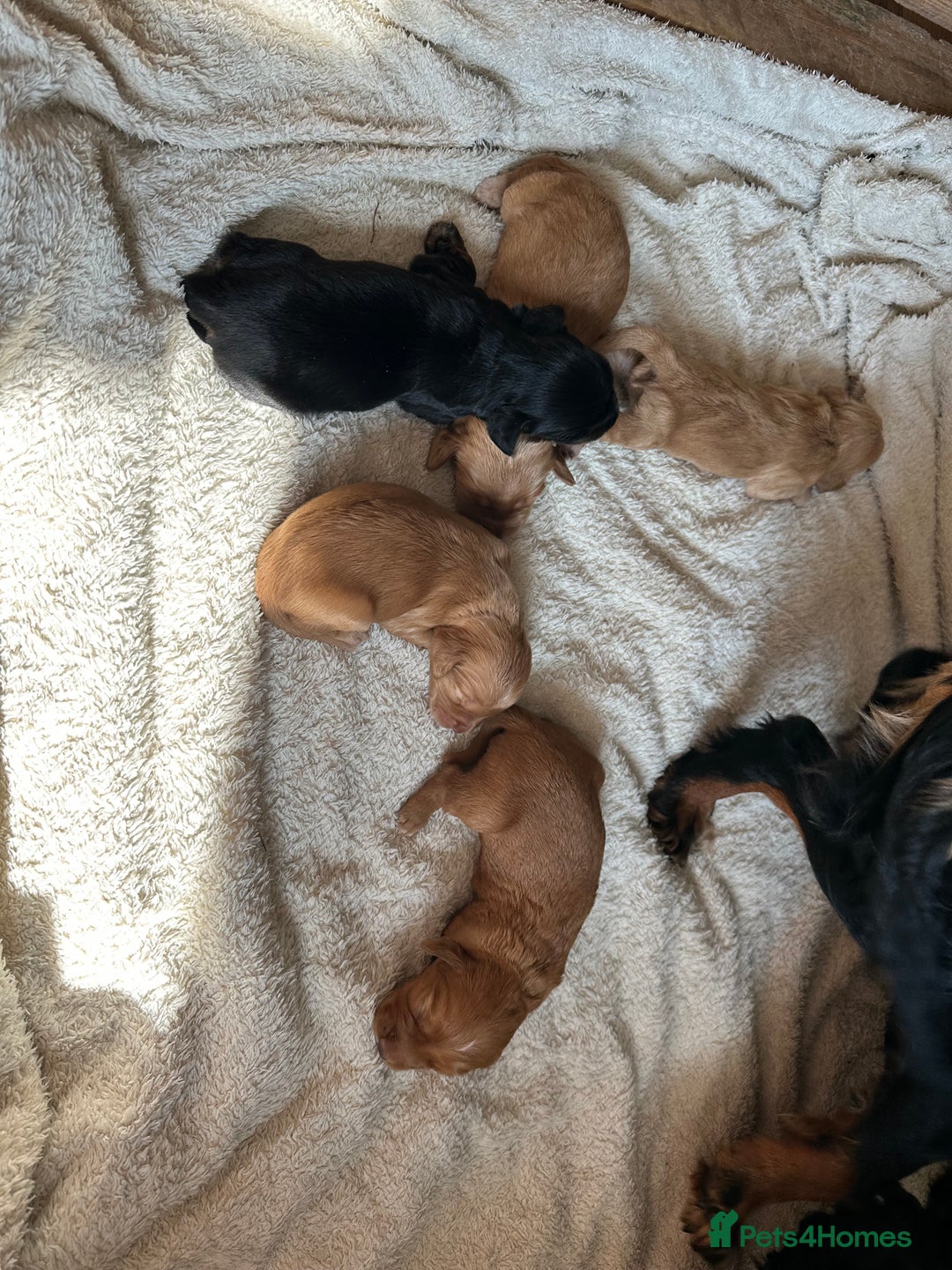 Cocker Spaniel dogs for sale: KC cocker spaniel puppies - Image 2