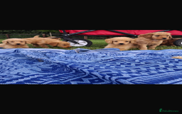 Mini Goldendoodle dogs for sale: F1 Goldendoodle puppies  - Image 27