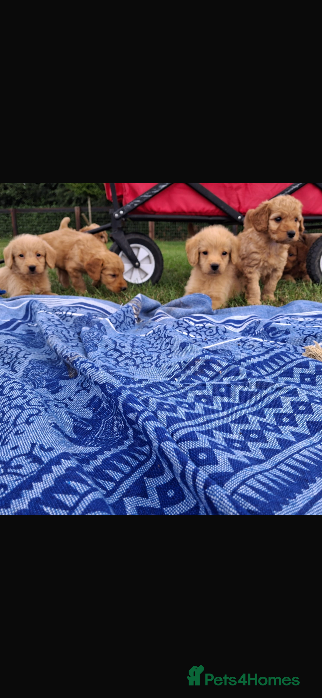 Mini Goldendoodle dogs for sale: F1 Goldendoodle puppies  - Image 27