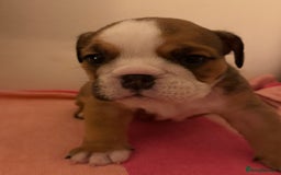 English Bulldog dogs for sale: Amazing British bulldogs  - Image 12