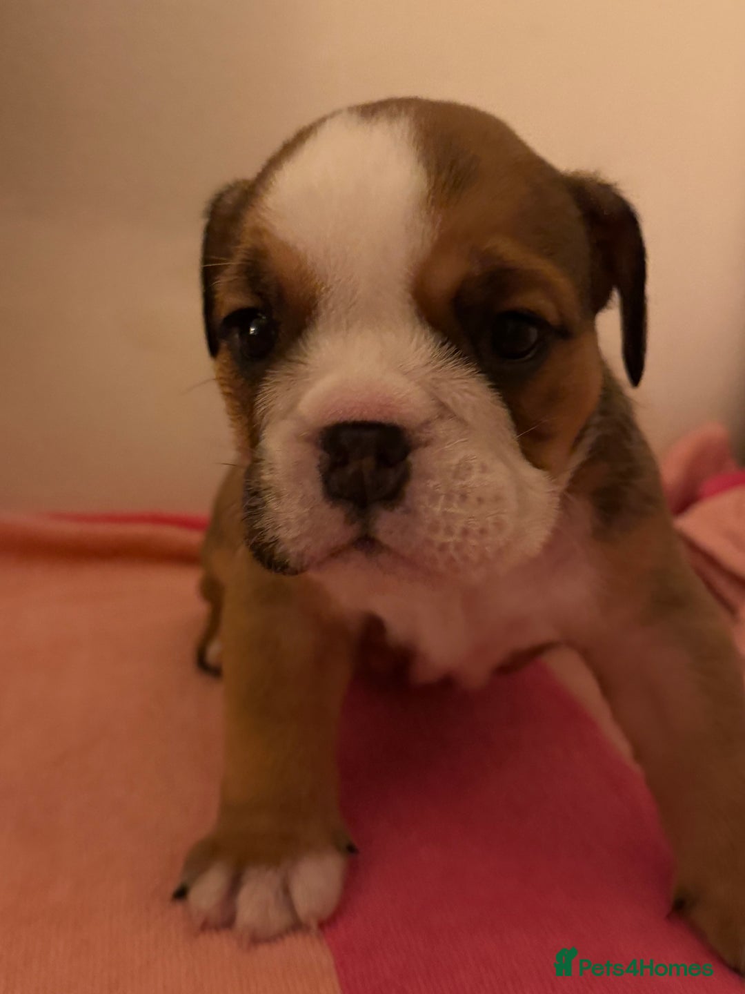English Bulldog dogs for sale: Amazing British bulldogs  - Image 12