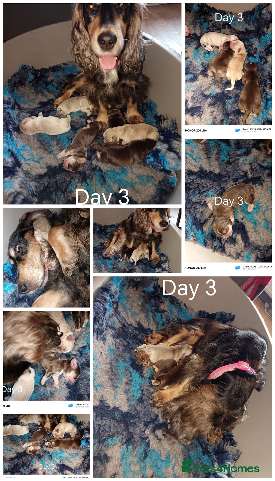 Cocker Spaniel dogs for sale: Show type Cocker Spaniel puppies - Advert 3