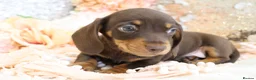 Miniature Dachshund dogs for sale: KC Miniature Dachshund Puppies - Advert 4