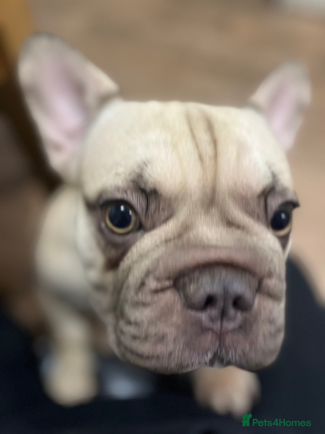 French Bulldog dogs for sale: French bulldog  - Image 3