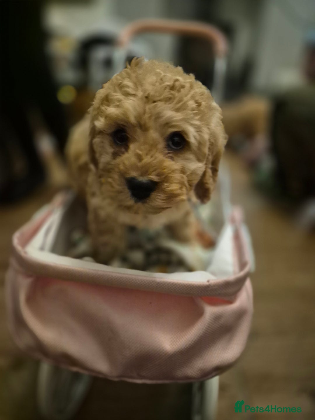 Cockapoo dogs for sale: ***BEAUTIFUL F1B COCKAPOOS*** - Advert 17