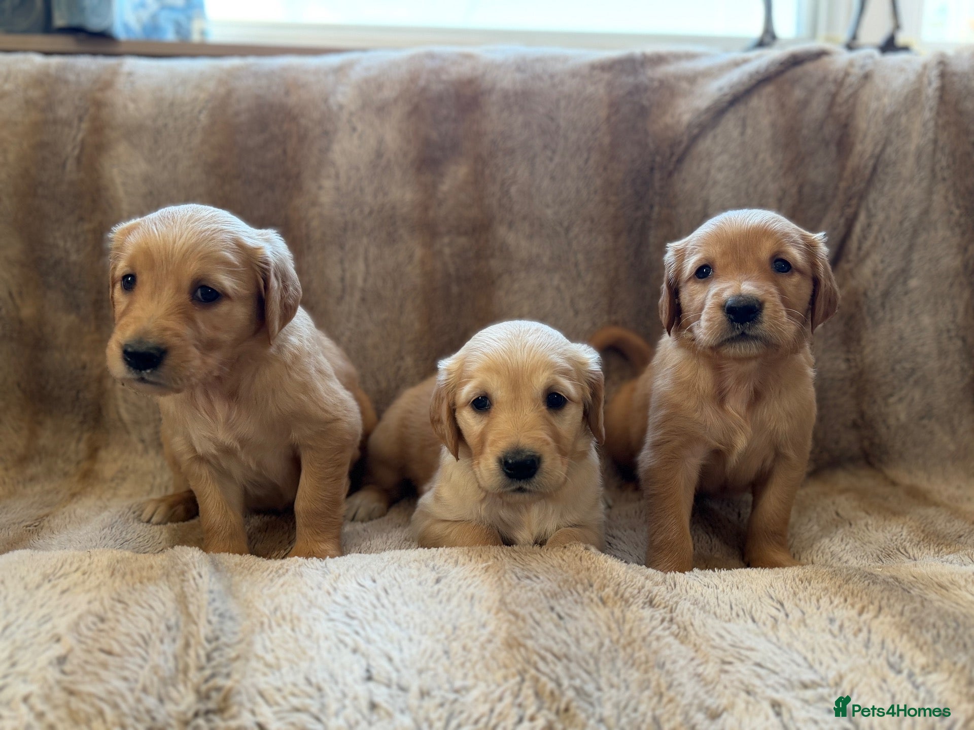 Golden Retriever dogs Beautiful KC Golden Retrievers  - Advert 1