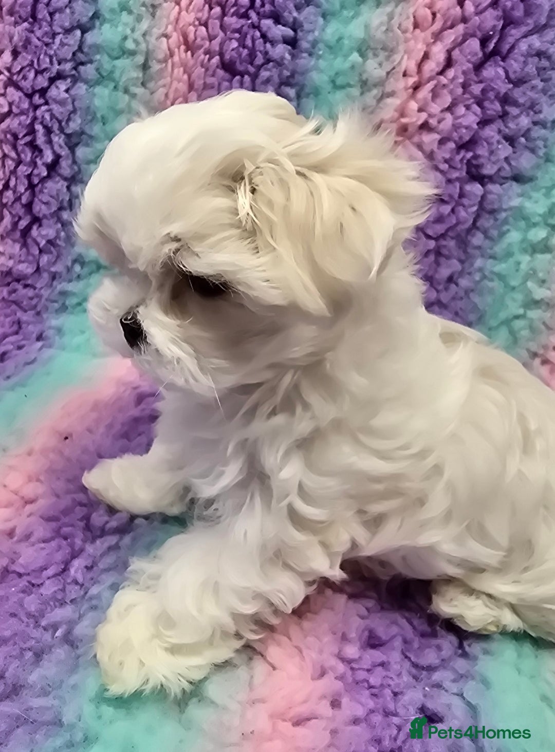 Maltese dogs for sale: FULL KOREAN KC REGISTERED MALTESE PUPIES - Image 20