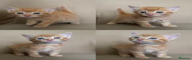Mixed Breed Kitten 2