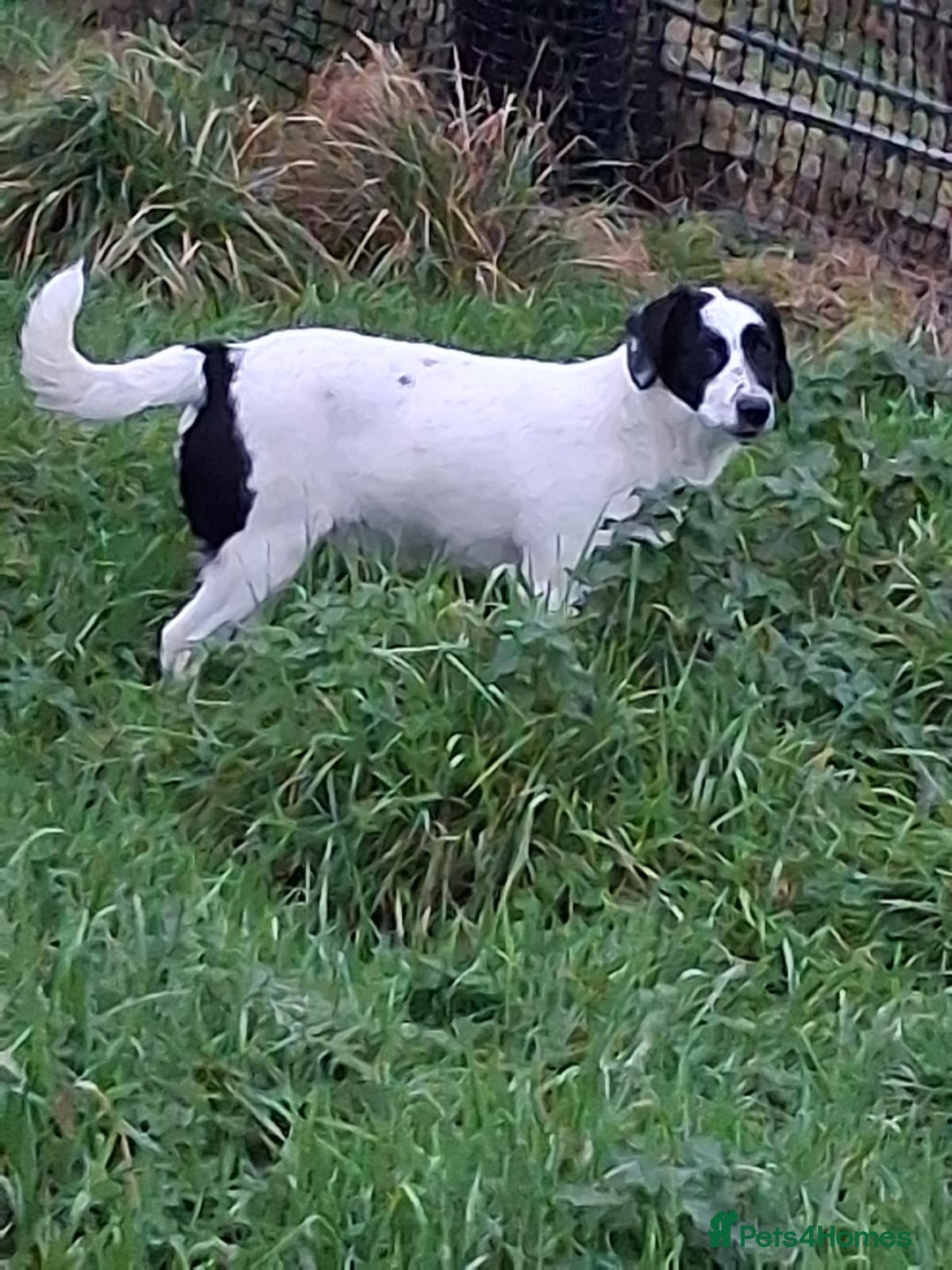 Mixed Breed dogs for sale: Border collie cross puppies  - Advert 1