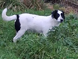 Mixed Breed dogs Border collie cross puppies - Advert 3