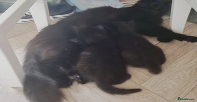 Mixed Breed cats - Advert 12