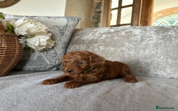 Miniature Poodle dogs for sale: Red KC registered miniature poodles  - Image 4