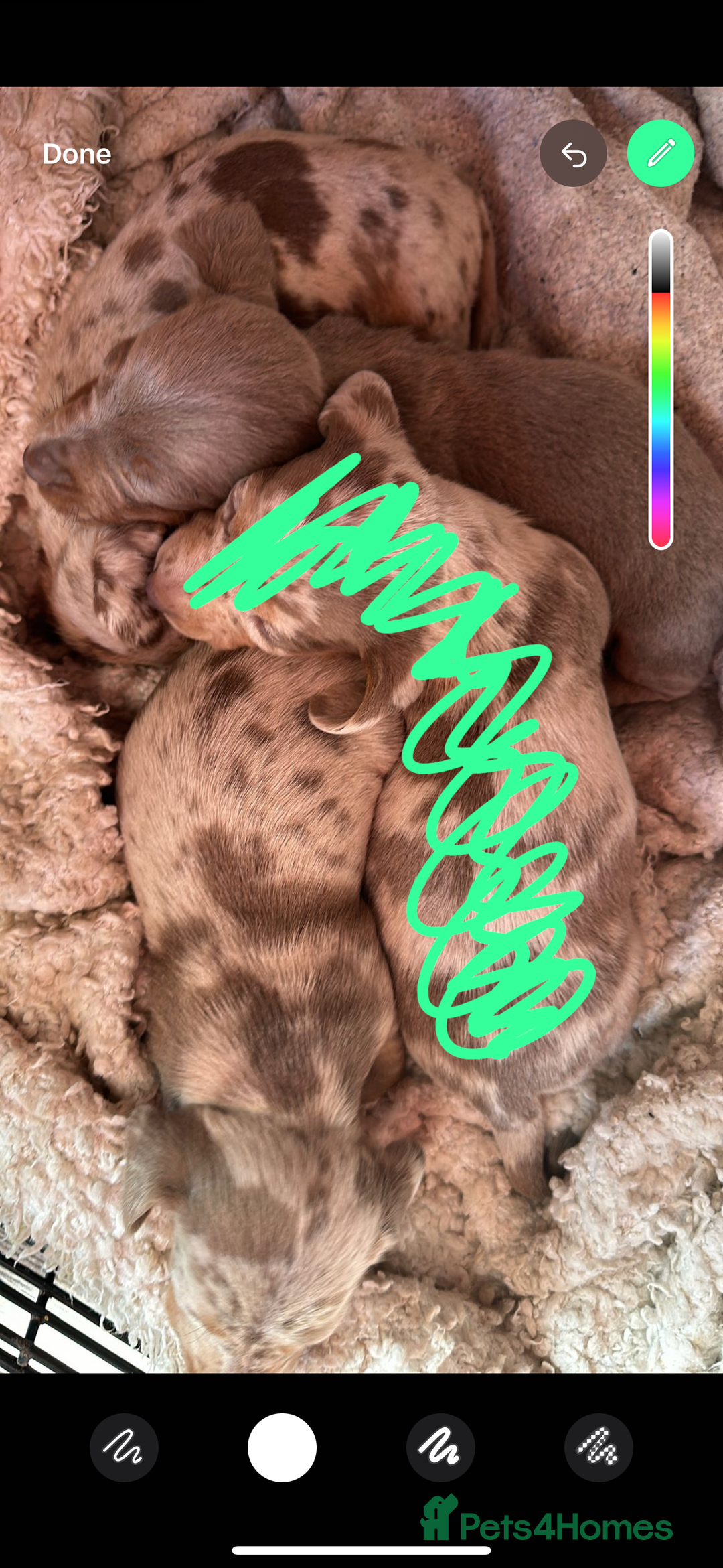 Dachshund dogs for stud: Kc studs available 💥both proven  in Bilston - Image 15