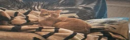 Domestic Shorthair cats for sale: Ginger Male Cat in Kidderminster - Advert 13