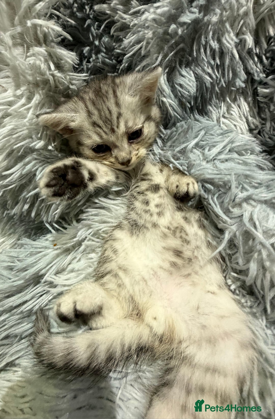 Persian cats for sale: Chinchilla persian cross kittens - Advert 9