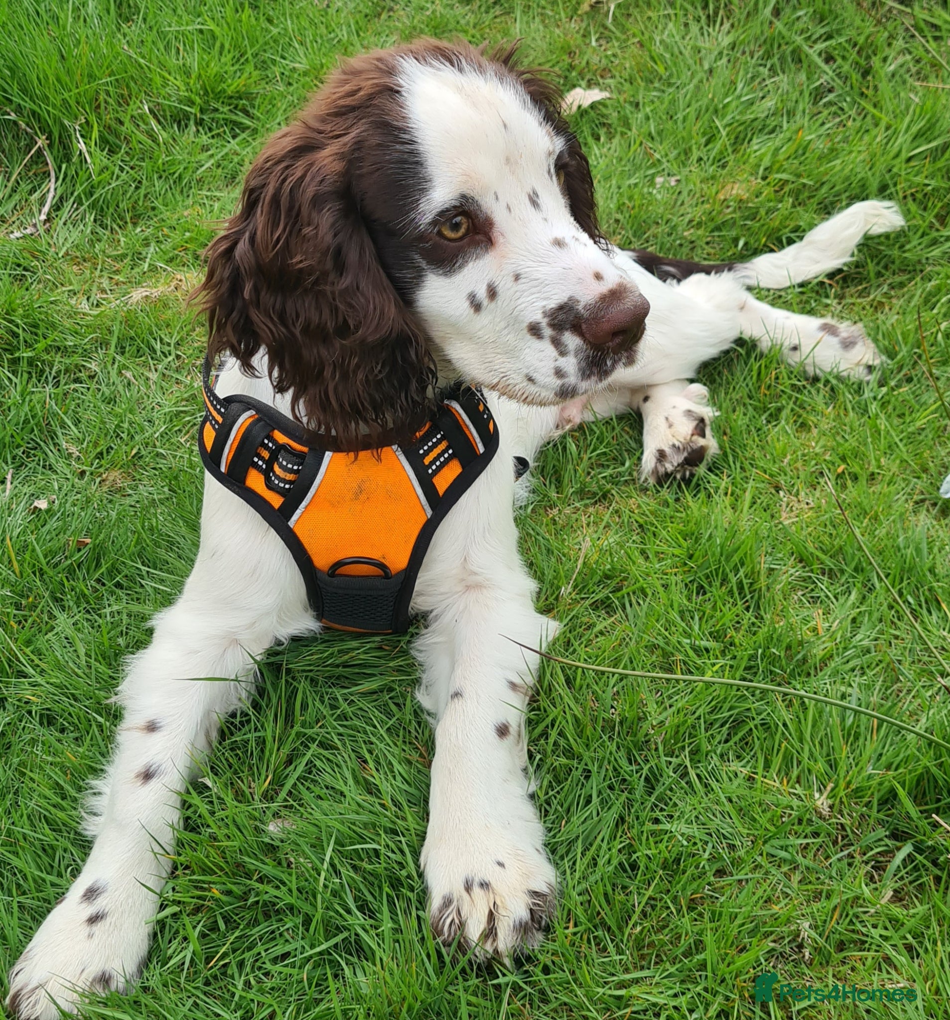 Cocker Spaniel dogs for sale: Cocker spaniel puppies due  - Advert 12