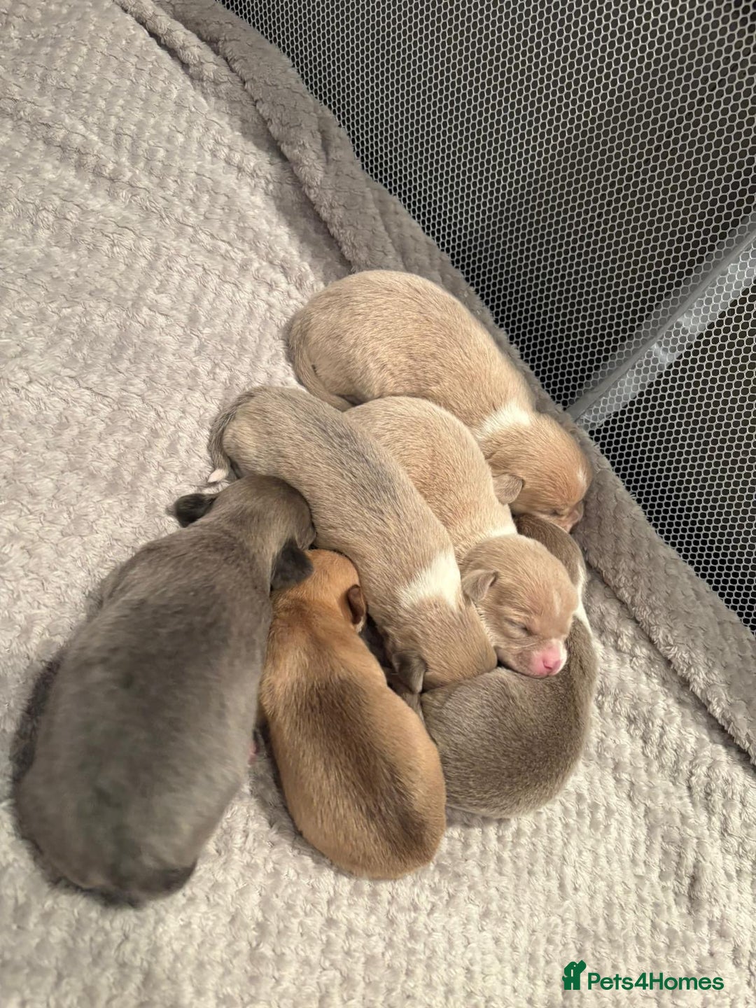 Chihuahua dogs for sale: 5 beautiful chihuahua babies - Advert 2