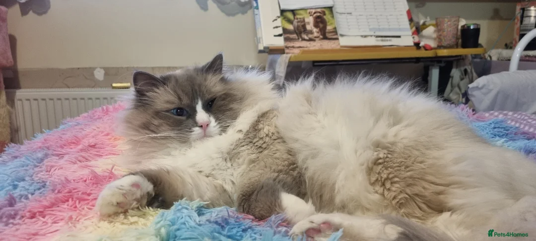 Ragdoll cats for sale: Full breed Ragdoll Kittens  - Advert 2