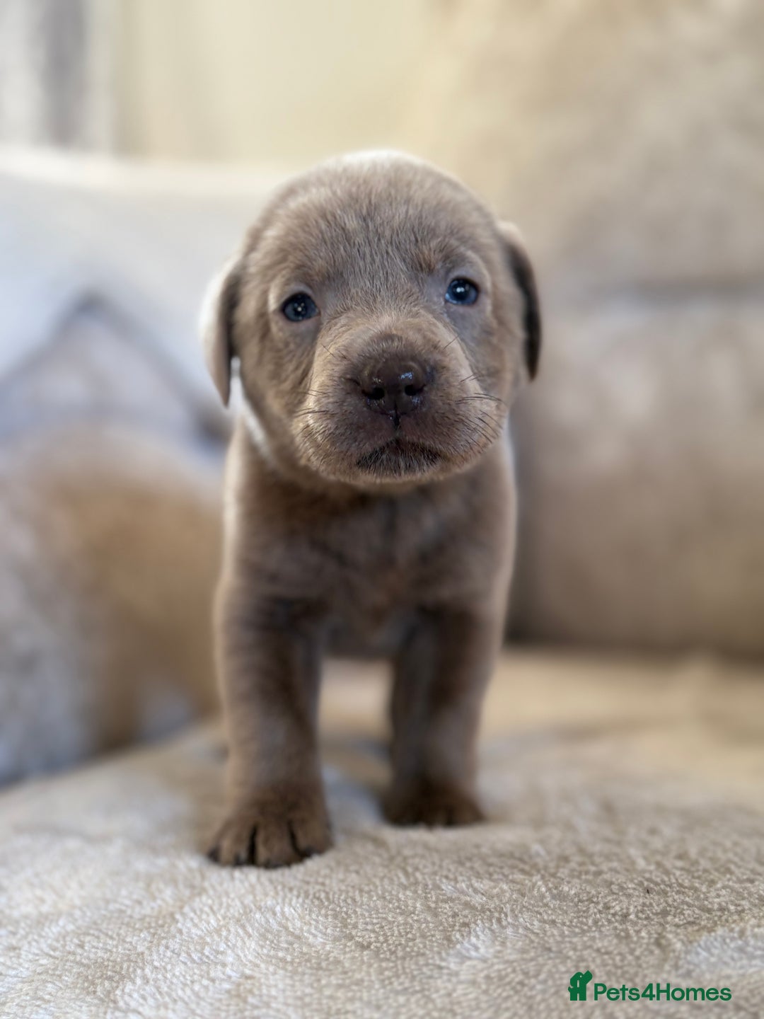 Labrador Retriever dogs for sale: Stunning Labrador puppies - Advert 9