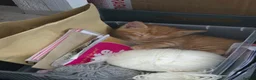 Mixed Breed cats for sale: 4 Amazing kittens in Northampton - Advert 11