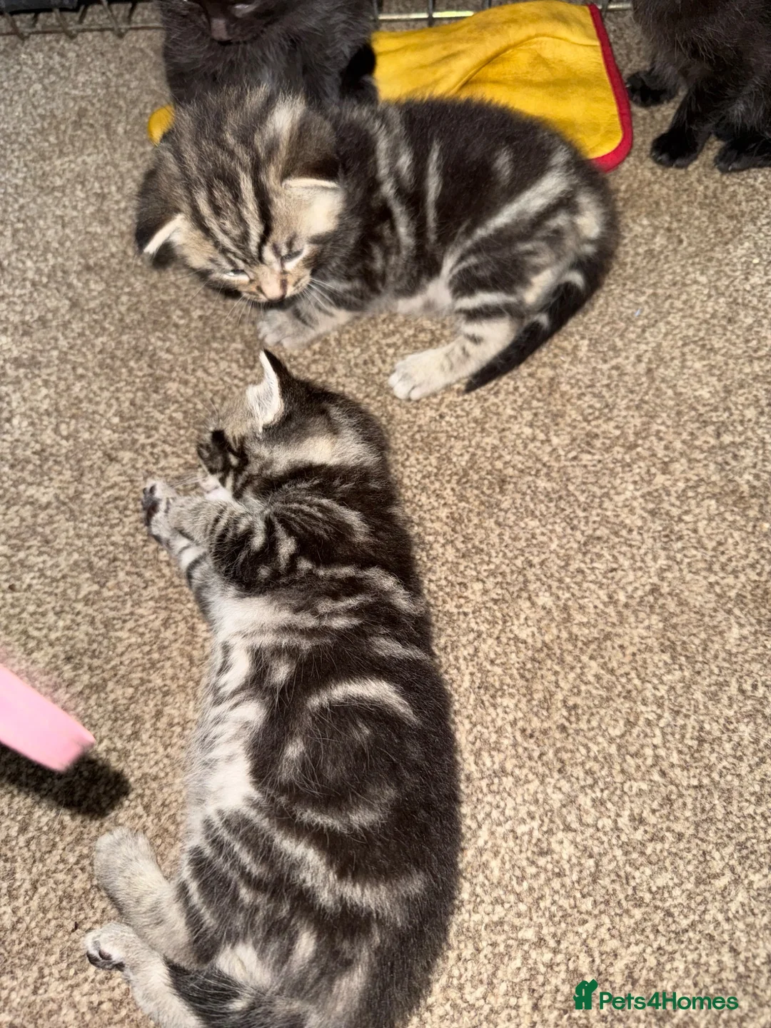 Mixed Breed cats for sale: Beautiful kittens  in Braintree - Advert 2