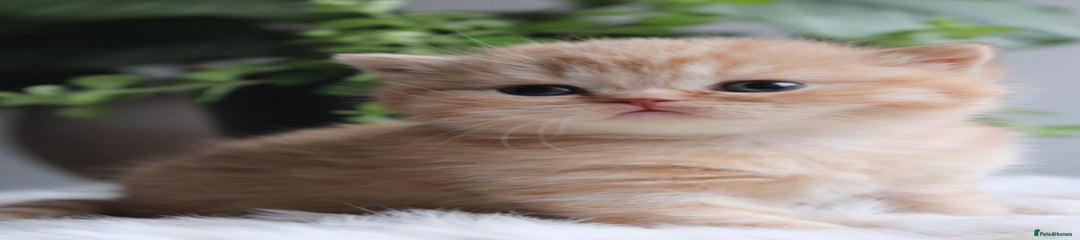British Shorthair Kitten 3